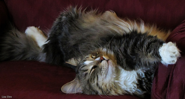 A striped cat stretched out on the floor