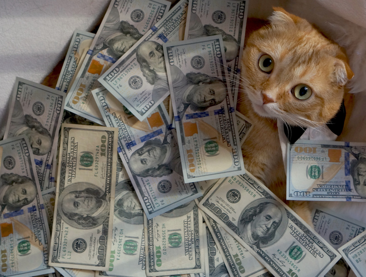 Кэтс много денег. Деньги картинки. Денежный котик. Зверюшки с деньгами. Кот с долларами.