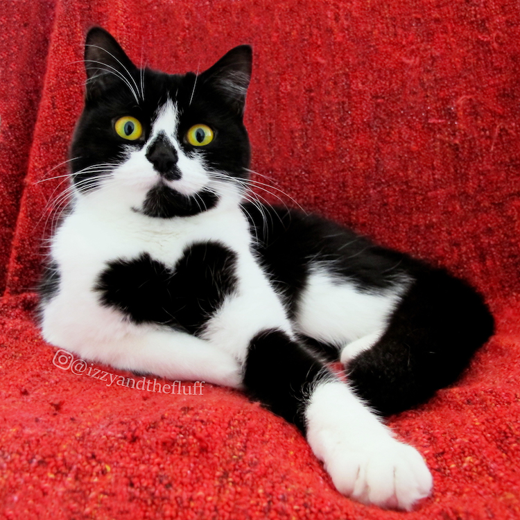 Zoë, Queen of Hearts. Black and white cat on red background
