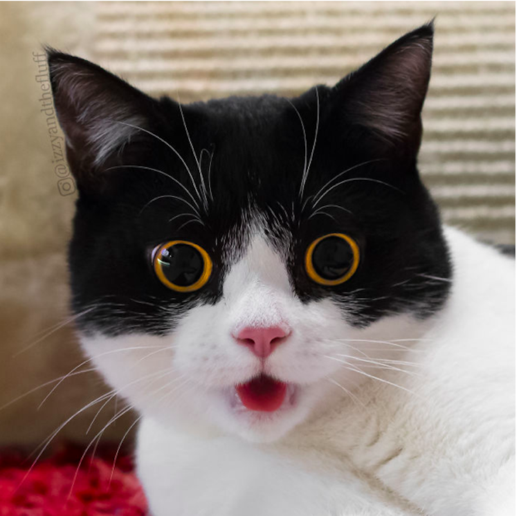 Black and white cat looking amazed