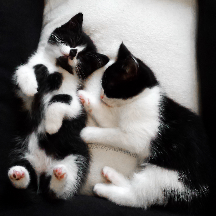 Two black and white kittens cuddling