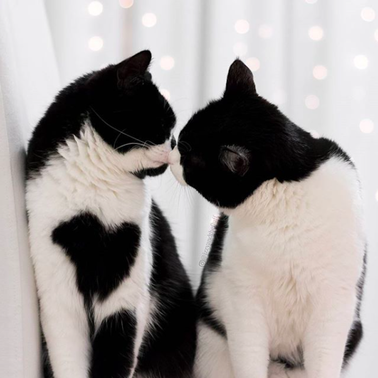 Zoe and Izzy touching noses - two black and white cats nuzzling
