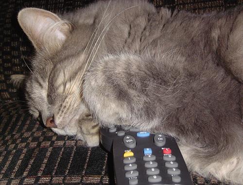 Cat napping on a TV remote control - "Uncle Frank"