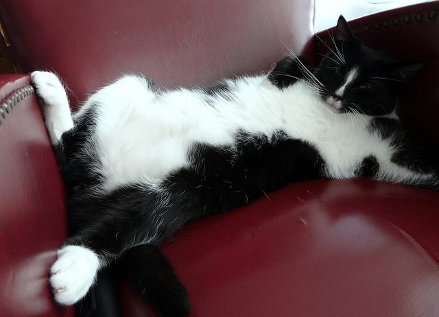Black and white cat splayed out on couch "Grandpa Gus"