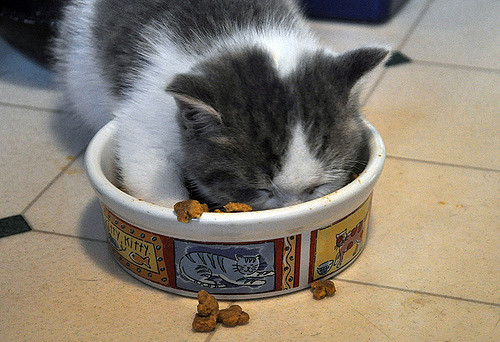 Kitten falling asleep in its food dish "Little Leon"