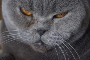 cat-1688243_640