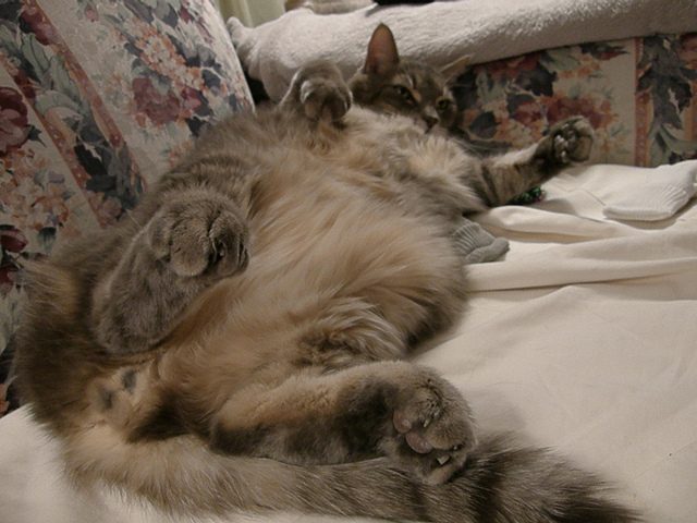 Fat cat lying on a couch resolves to join a spin class - "Pat" 