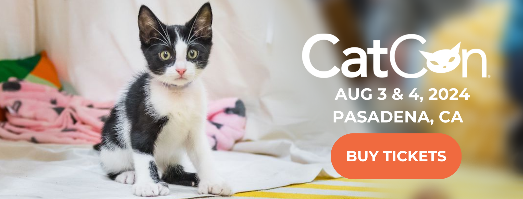 Adoptable kitten at CatCon. BUY CATCON 2024 TICKETS NOW!