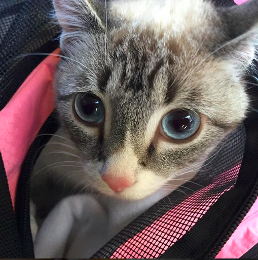 Waverly McTinybeans, Special Needs Kitty Warrior, peeks out of her pink carrier
