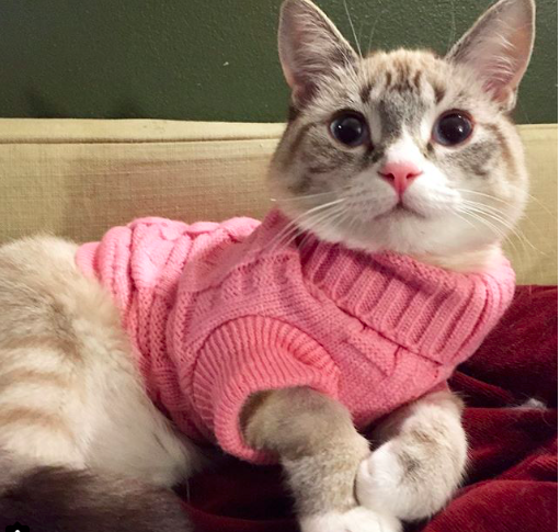 Waverly McTinybeans, Special Needs Kitty Warrior, relaxes in a pretty pink sweater! 