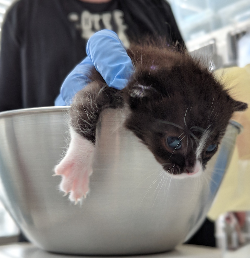 kitten_rescue6