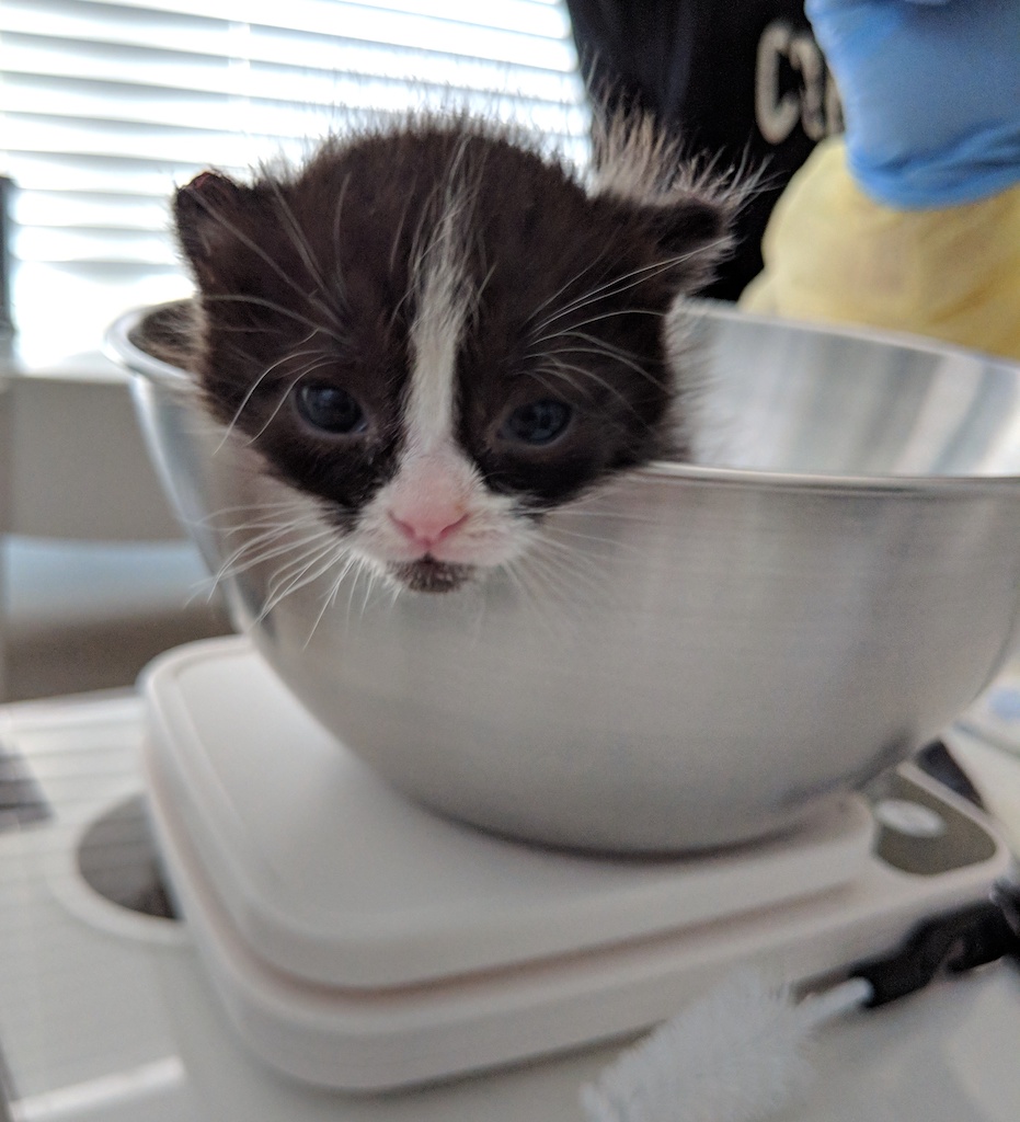 kitten_rescue7