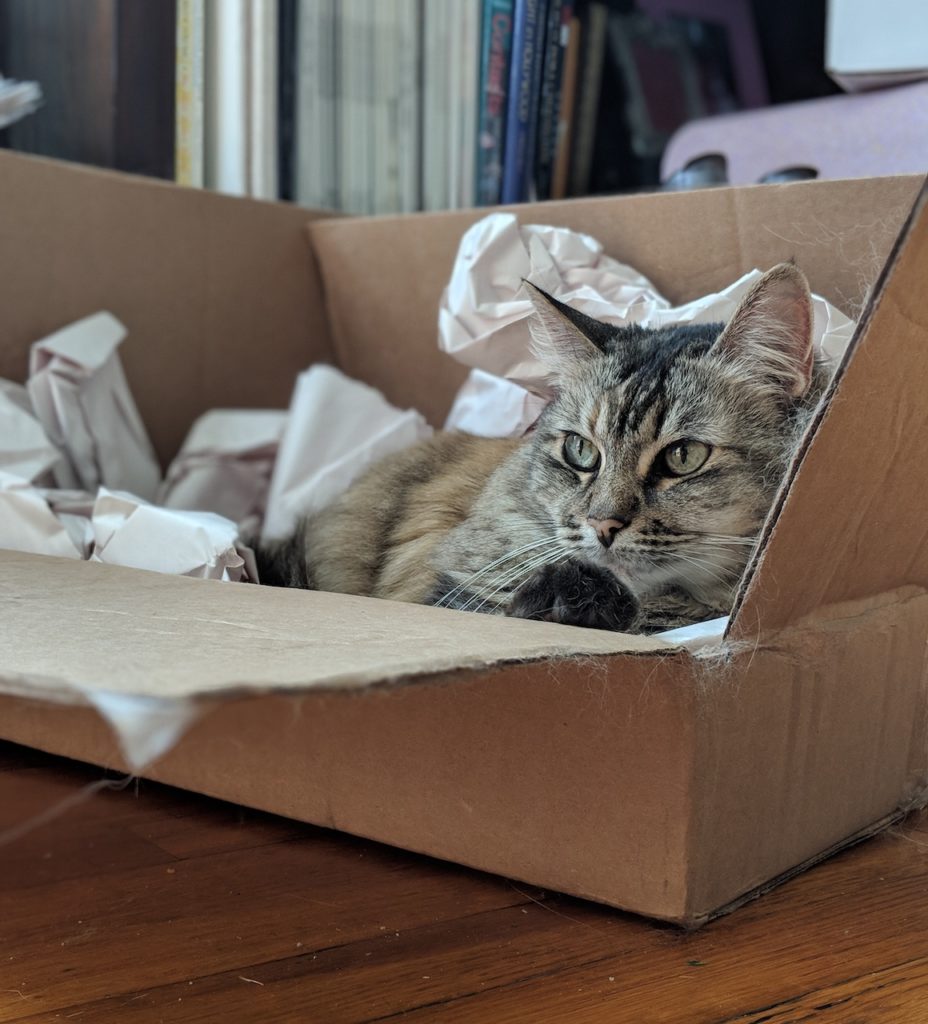 Miss Kitty snuggled in a box with packing paper