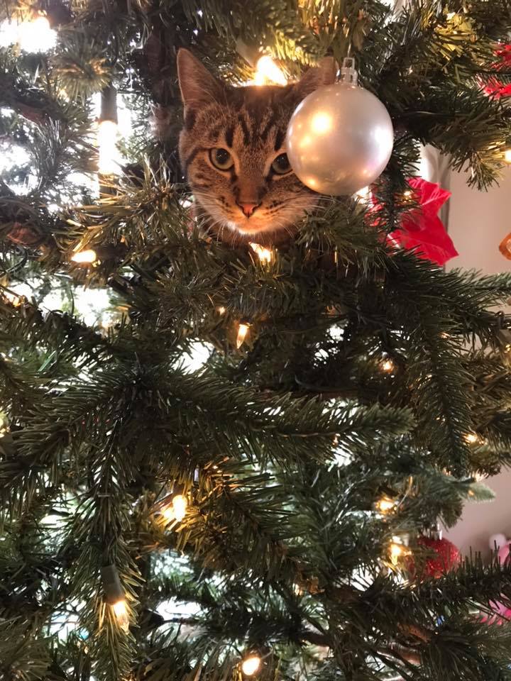cat in christmas tree