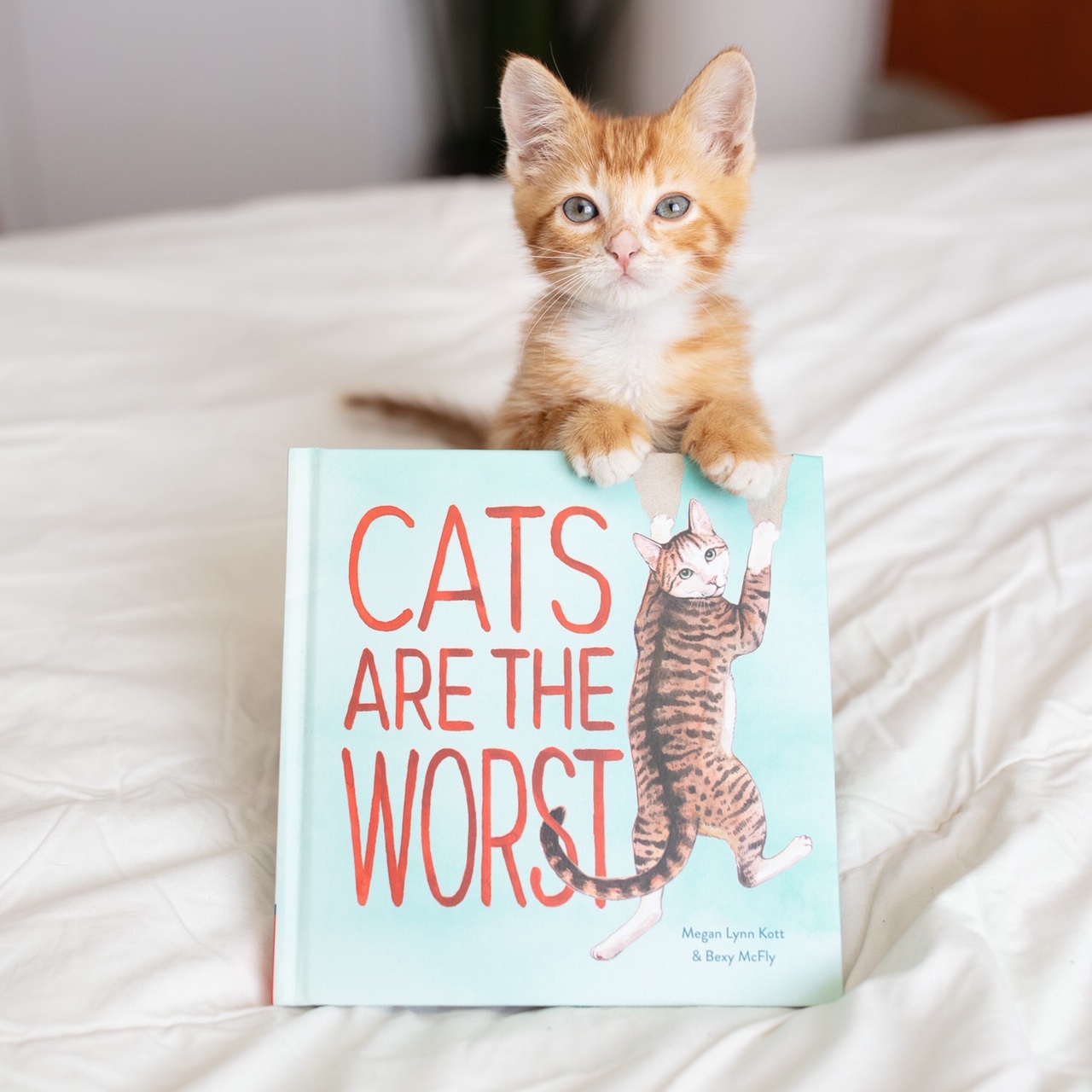 Cats Are the Worst: (Cat Gift for Cat Lovers, Funny Cat Book) [Book]