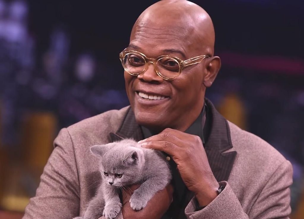 Samuel Jackson poses with a grey kitten. 

Jackson plays Nick Fury in the MCU