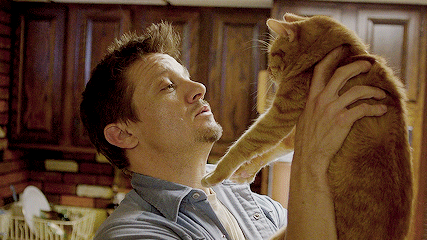 Jeremy Renner, aka Hawkeye in the MCU, kisses an orange cat in this gif
