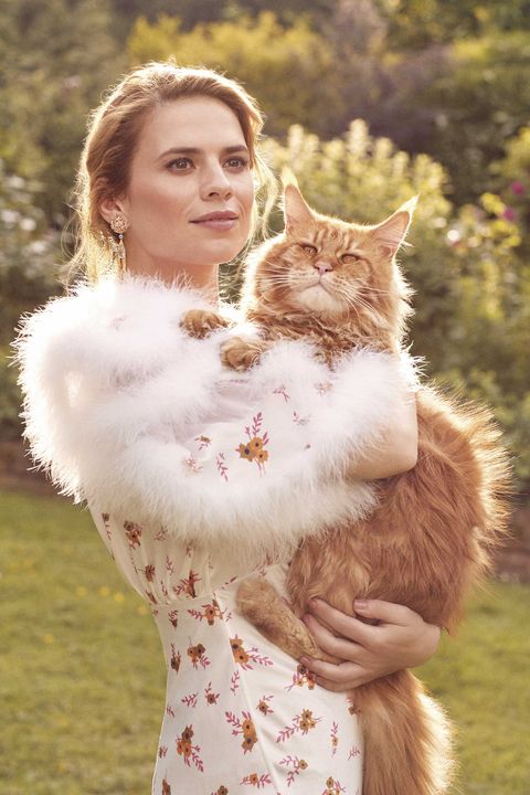 Hayley Atwell holds a large orange cat. 

Atwell plays Agent Carter in the Captain America movies in the Marvel Cinematic Universe
