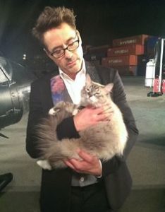 Iron Man's Tony Stark, portrayed by Robert Downey, Jr., shows his love of cats by cuddling a grey cat. 