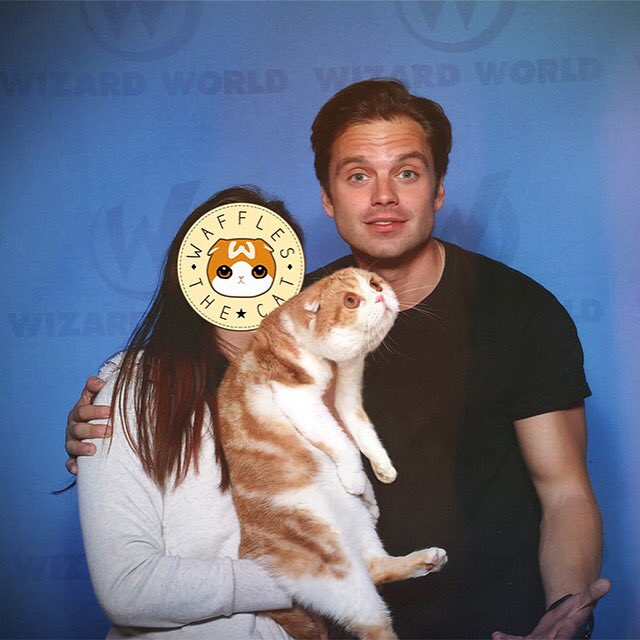 Sebastian Stan, aka Marvel's The Winter Solider, poses with influencer Waffles the cat. 