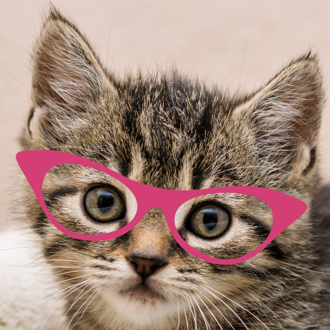 aesthetic cat with sunglasses | Funky sunglasses, Funny cats, Black cat-tuongthan.vn