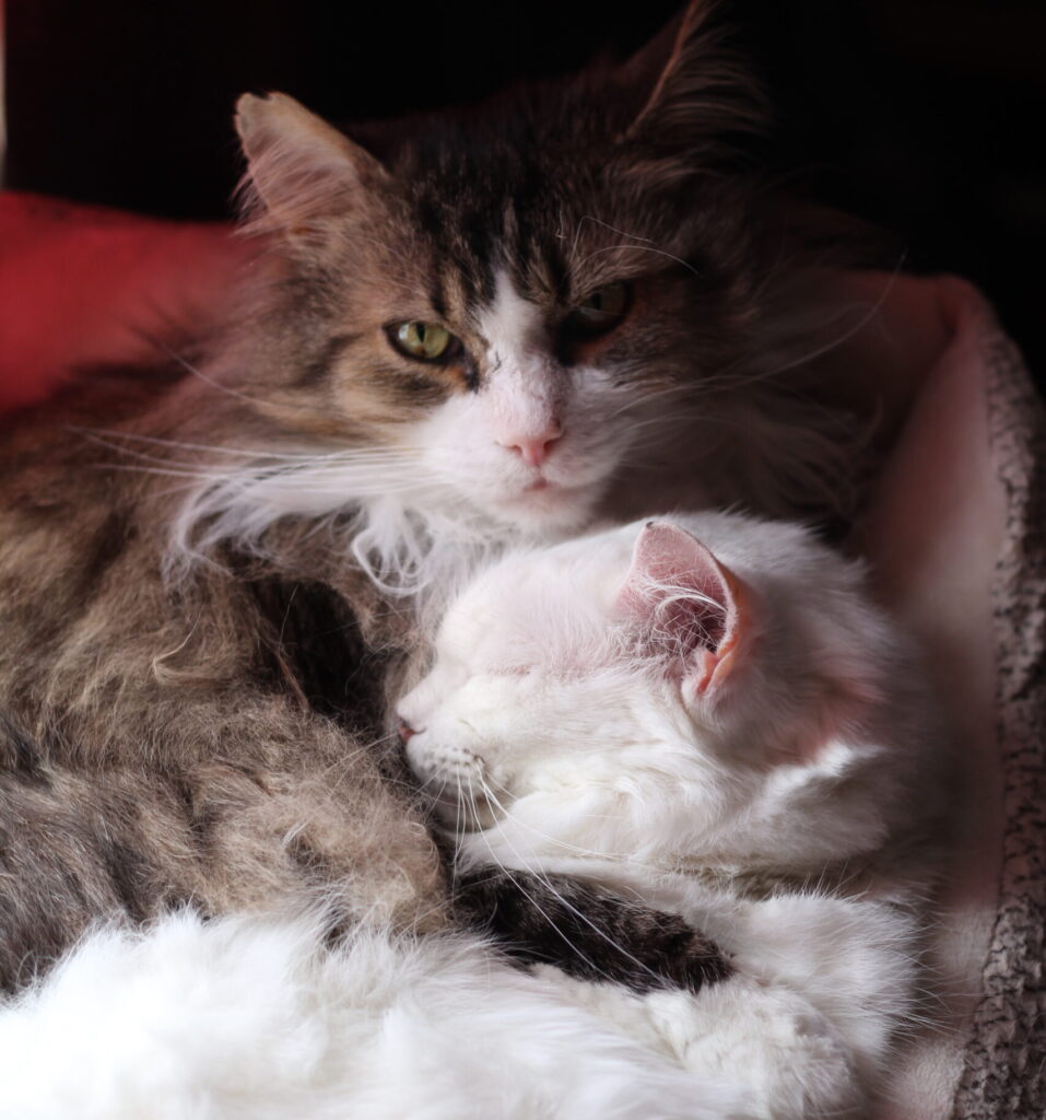 brown cat with white markings hugging a sleeping white cat