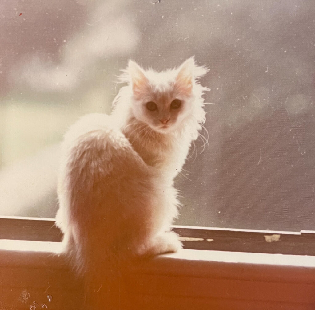 White cat standing in a window