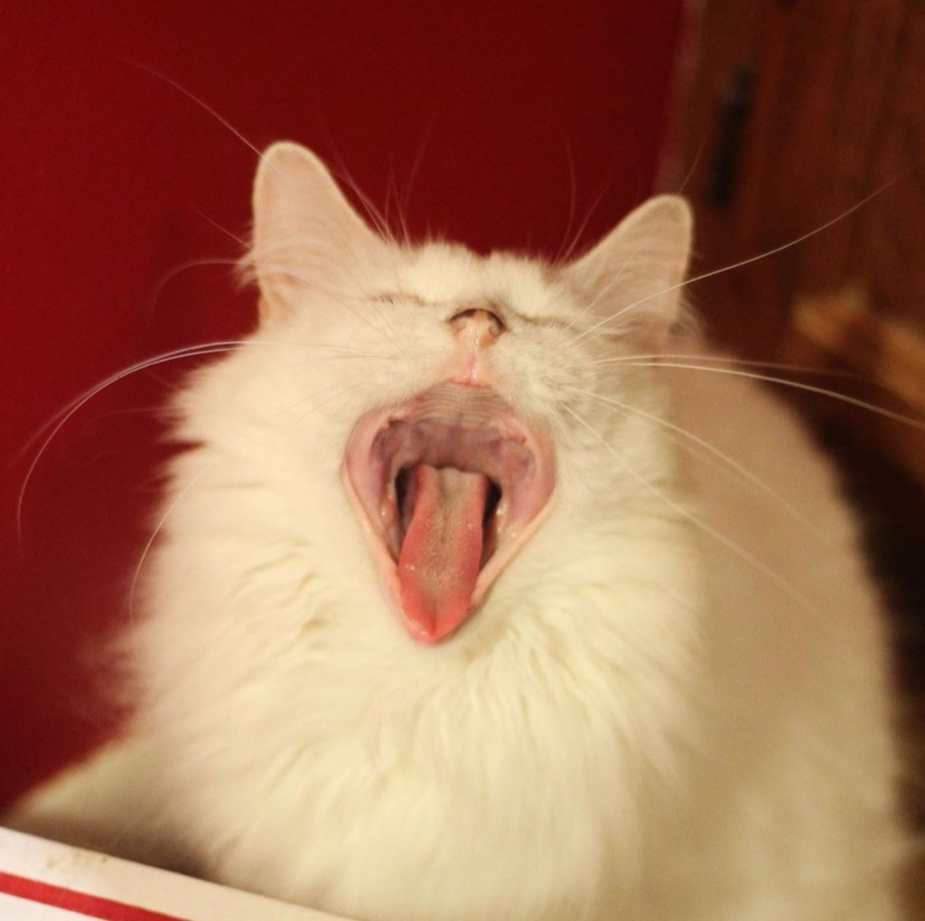 Yawing white cat