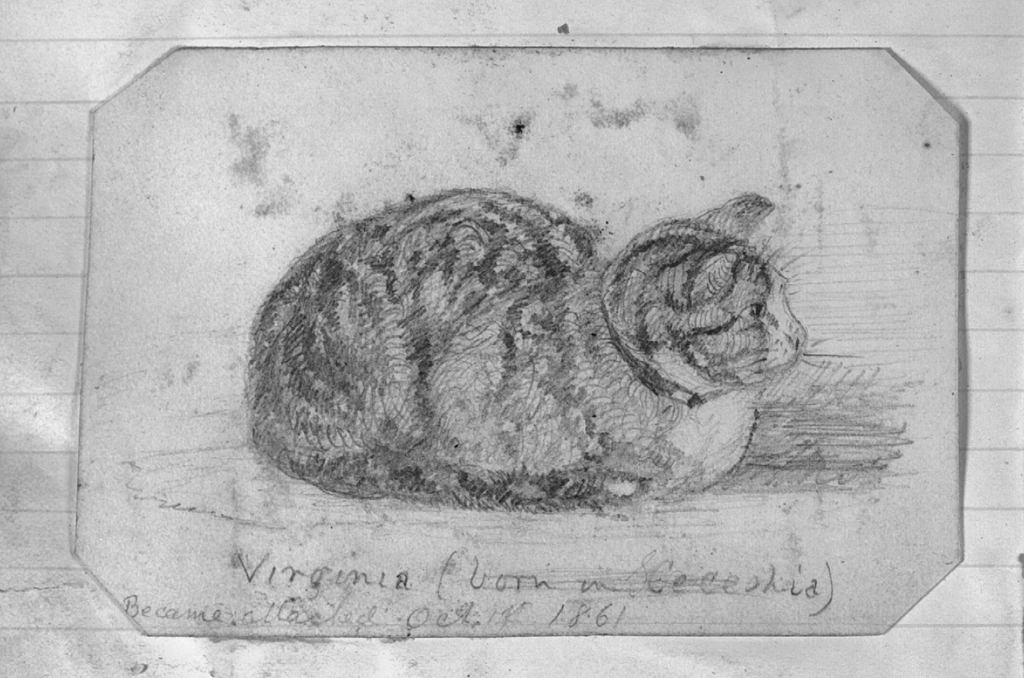 Civil war era sketch of a cat by union soldier Eben Fiske