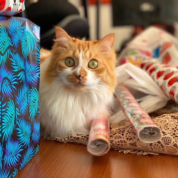 Orange and white cat nestled among wrapped presents and rolls of wrapping paper