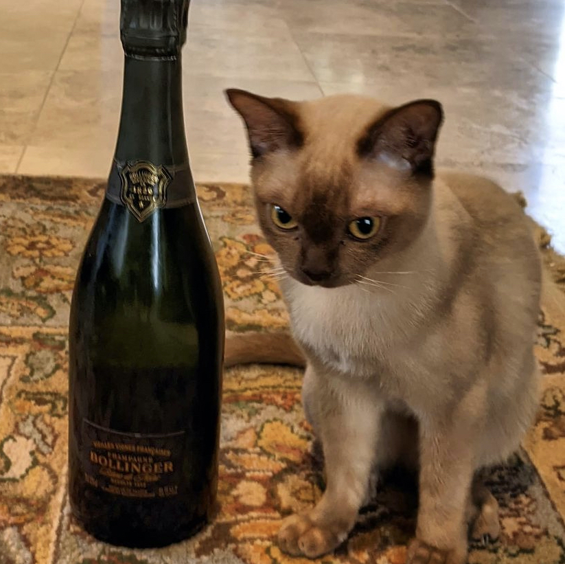 siamese cat with a champagne bottle