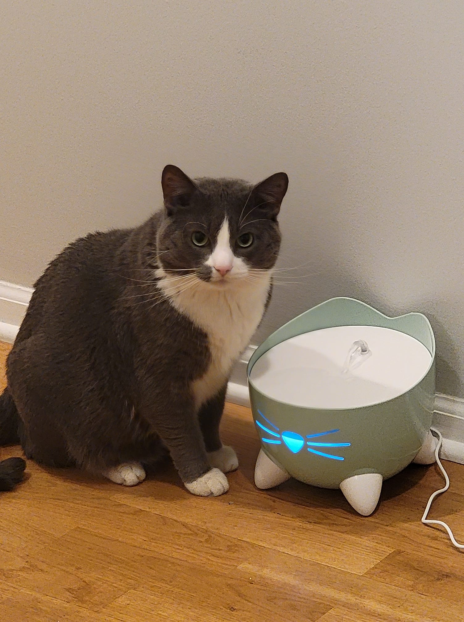 grey and white cat with cat water fountain