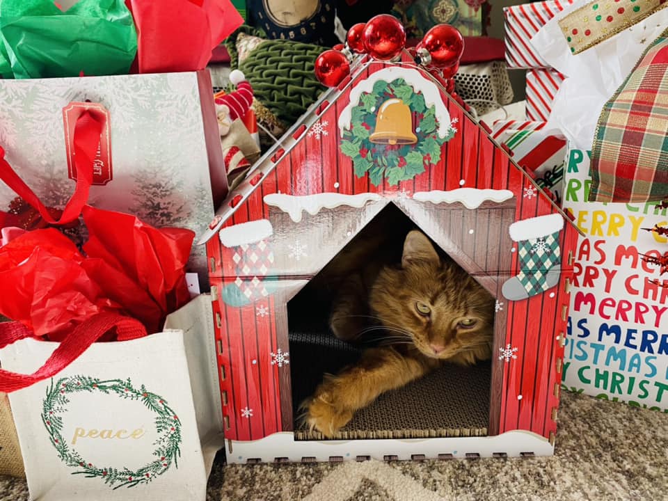 Orange cat nestled in a Christmas house next to a pile of presents