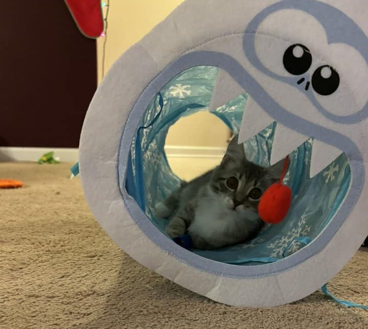 Grey kitten in the mouth of a toy Abominable Snowman from "Rudolph the Red Nose Reindeer"