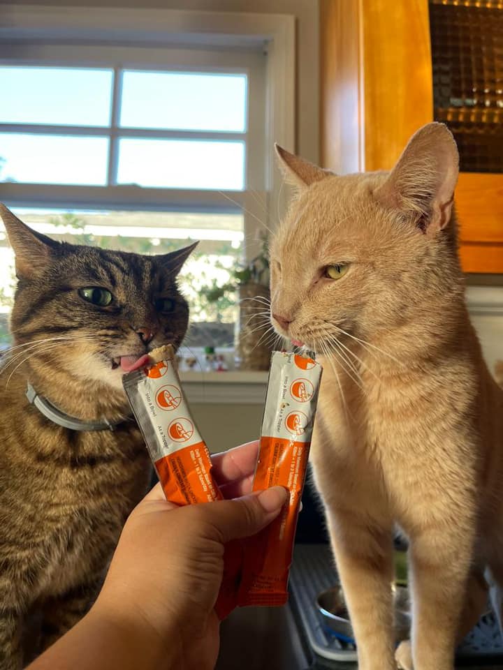 Grey cat and orange cat eating likable treats