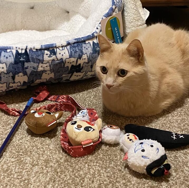 Orange cat with three "Rudolph the Red Nosed Reindeer" toys