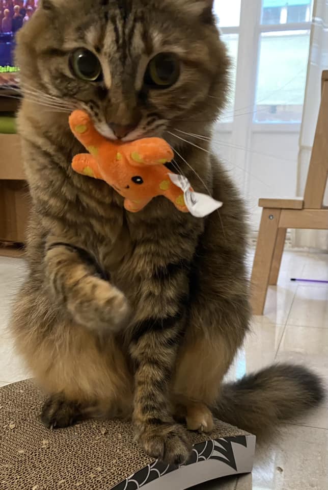 Striped cat with an orange starfish toy