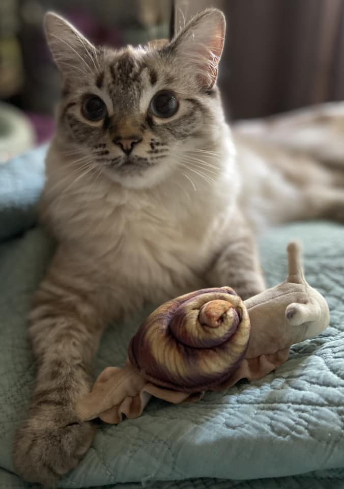 Beautiful cat with a snail toy 