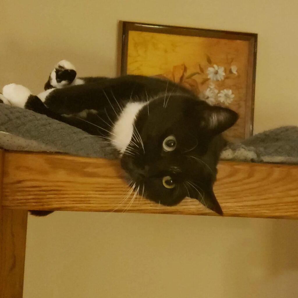Tuxedo cat lounging on a top shelf cat hangout