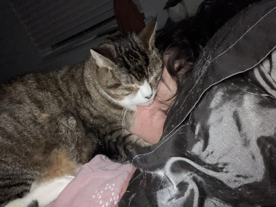 cat lying on woman's face