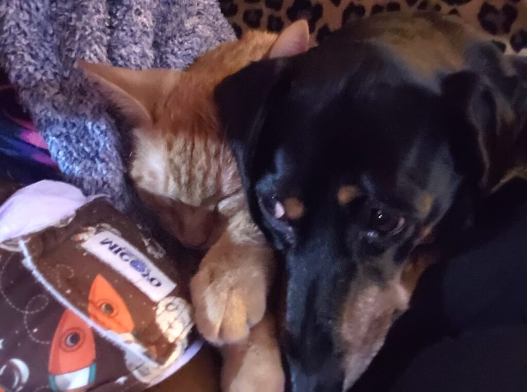 orange cat and black dog cuddling
