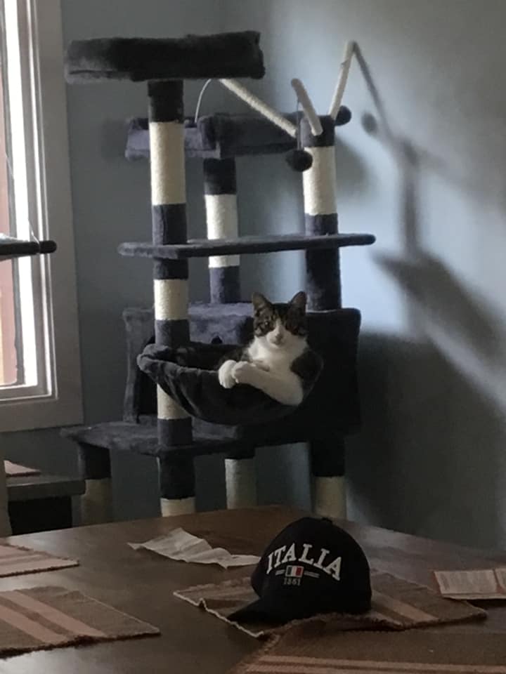 grey and white cat relaxing on a multi-tier cat tower cat hangout