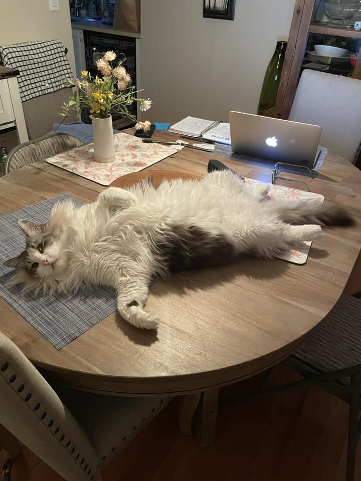 Fluffy white and grey cat completely taking over a dining table