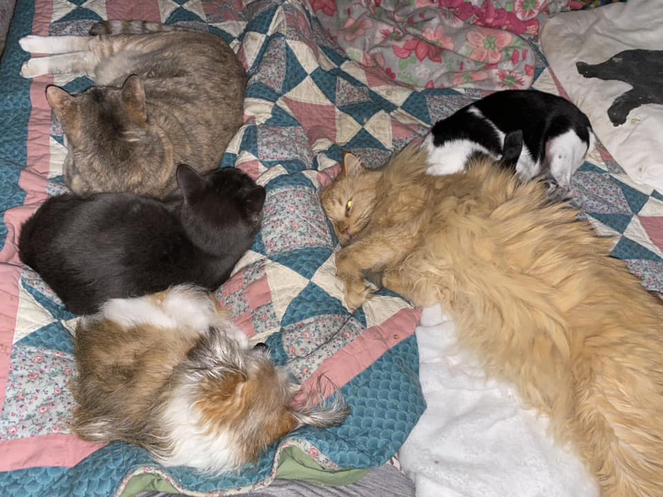 three cats and two dogs sprawled out on top of a quilt