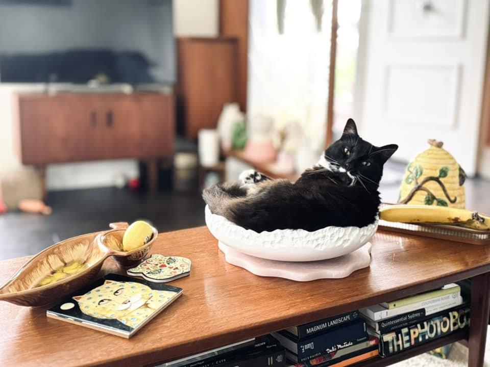 black and white cat lounging in a fruit bowl on a counter