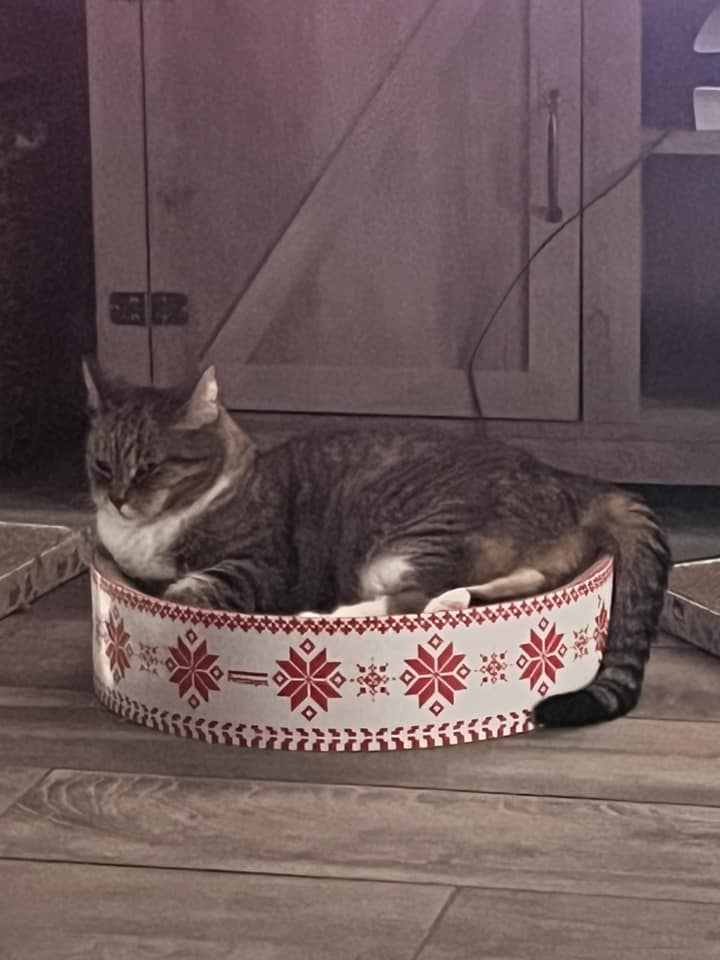 Grey and white cat in a flowered round tin cat hangout