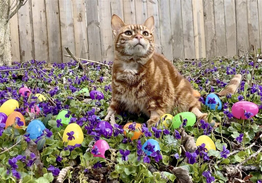 Pumpkin the cat sits in a field of colorful Easter Eggs