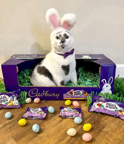Rorsach the cat wears bunny ears amongst Cadbury easter candy