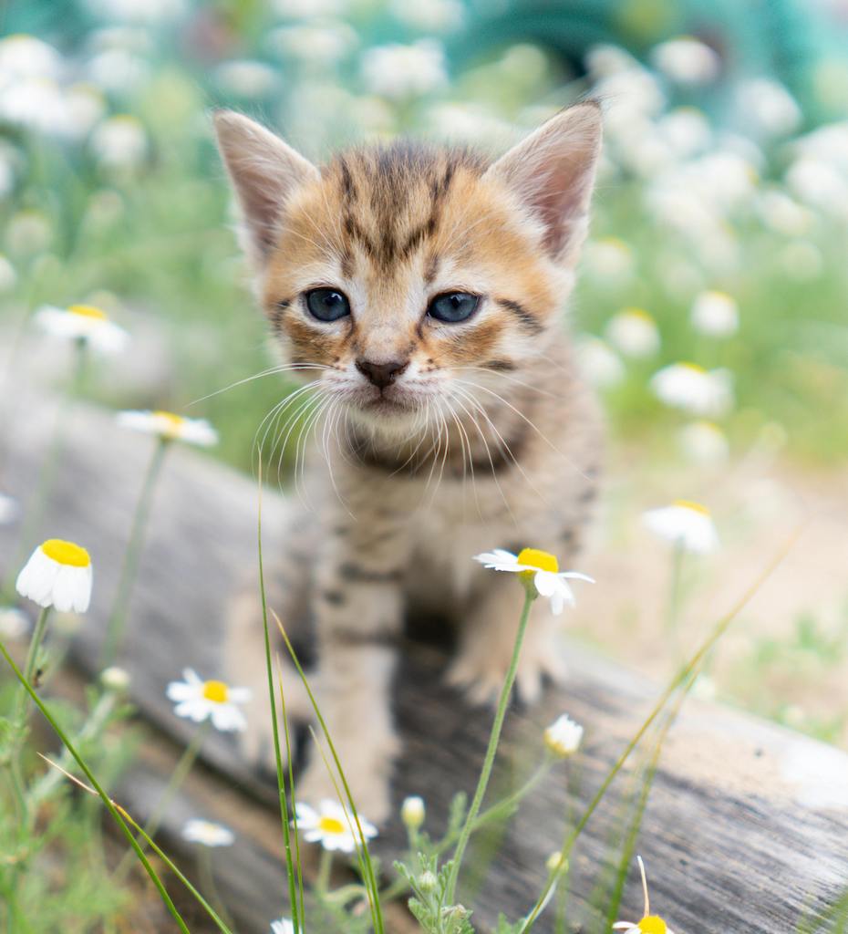 kitten in a field of flowers