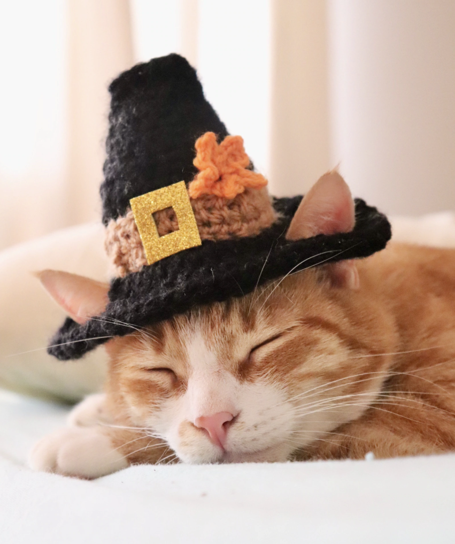 Orange and white cat sleeping, with a crocheted pilgrim hat on its head